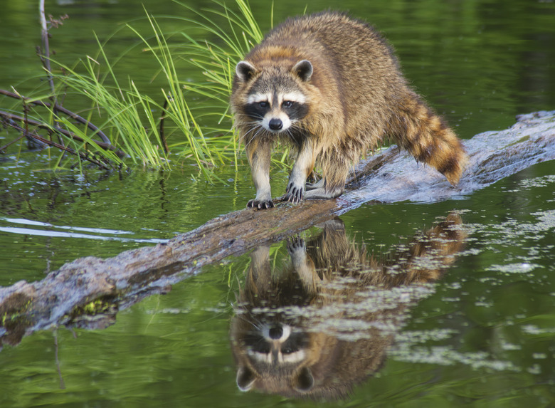 Water reflections of a raccoon on a log.