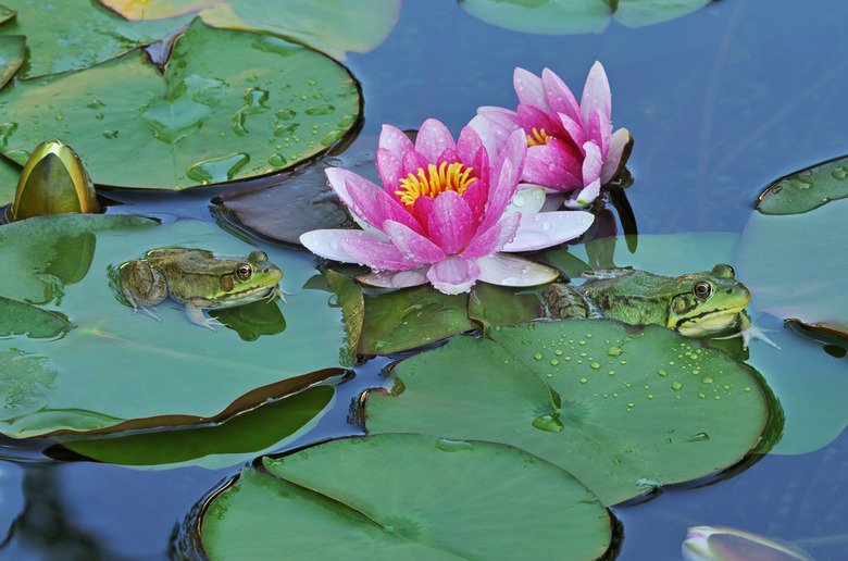 Water Lilies and Green Frogs