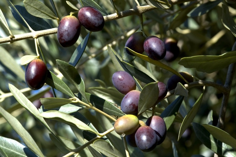 Are Olive Trees Poisonous to Animals Hunker