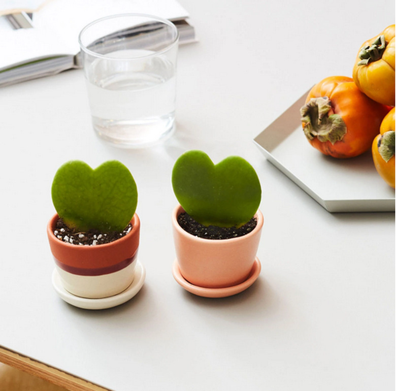 The sweetheart heart-shaped Hoya plant in small containers