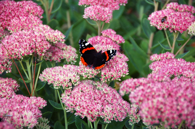 autumn visitor