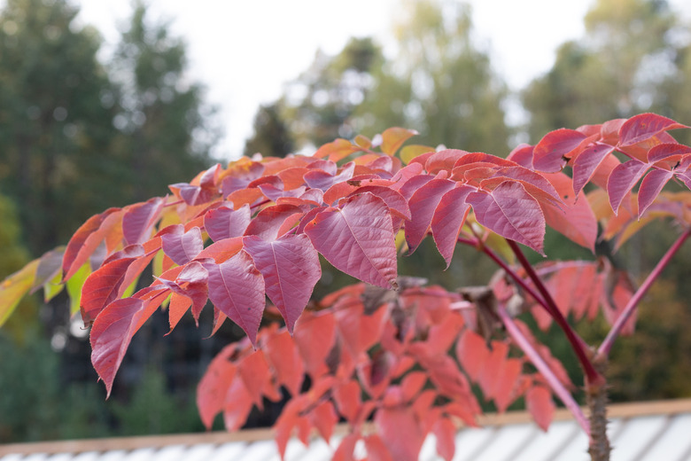 Aralia elata in garden on sunny fall day.