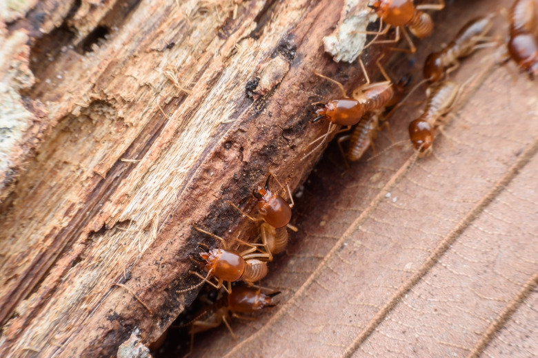 Termites eating rotted wood