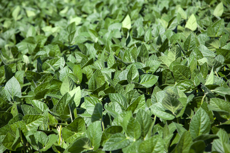 leaves of soy plant in a field