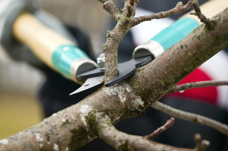 Pruning a tree.