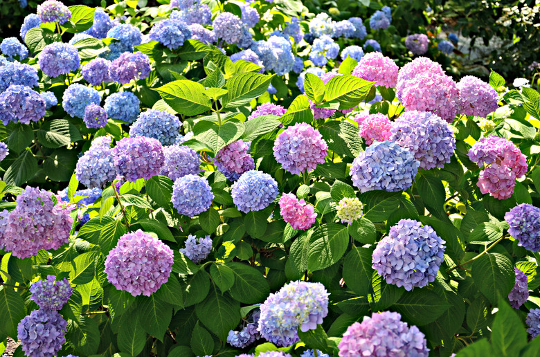 Blue hydrangeas.