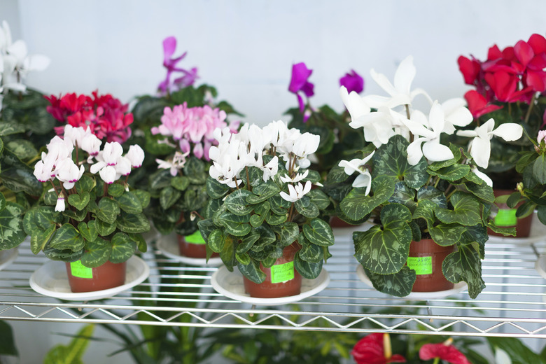 Cyclamen in pots at flower store