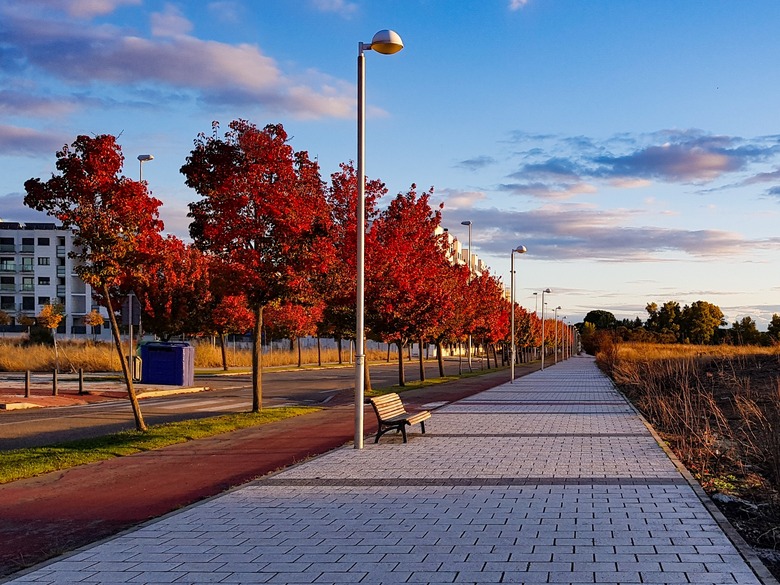 Pedestrian avenue with a row of Schubert Chokecherry trees (Prunus virginiana 