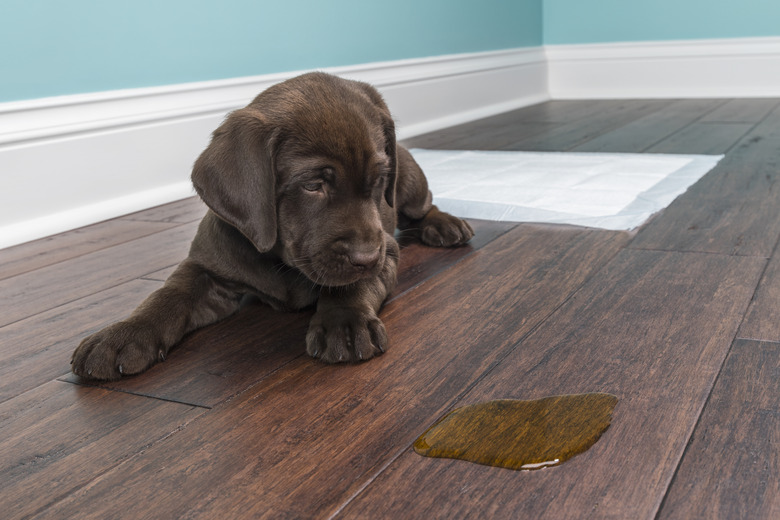 A Chocolate Labrador puppy looking at the pee on wood floor - 8 weeks old