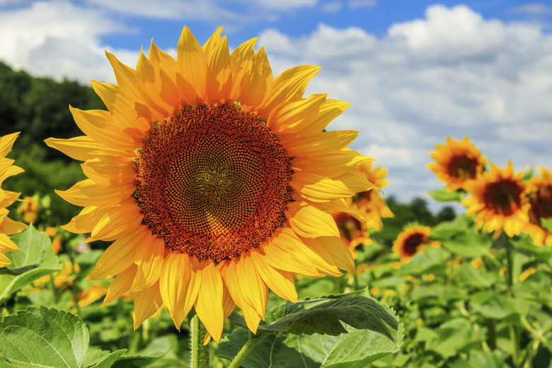 sunflower yellow head on a background of blue sky