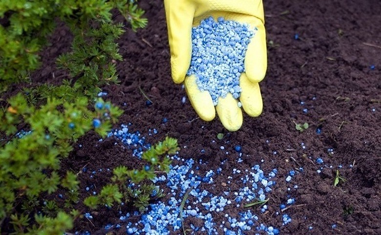 Fertilizing the garden.