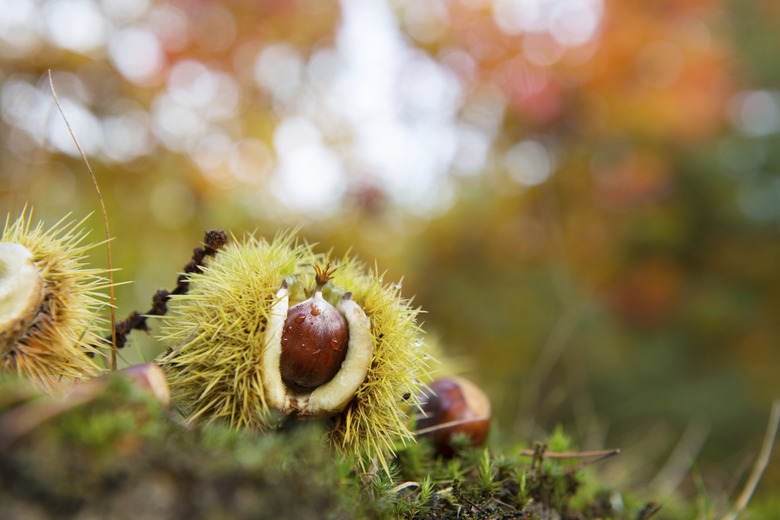 Chestnut in autumn forest