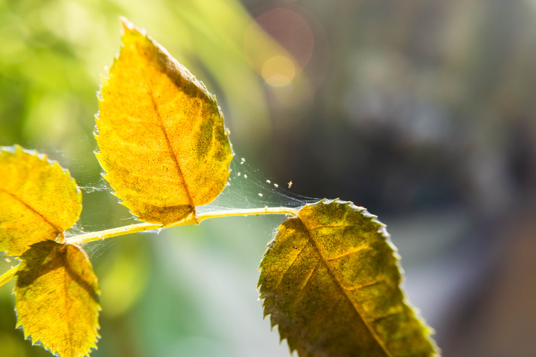 Microscopic spider mites quickly move along the cobweb entangling the leaves of a house indoor plant.