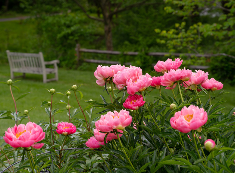 Pink Peony Plants in a Garden