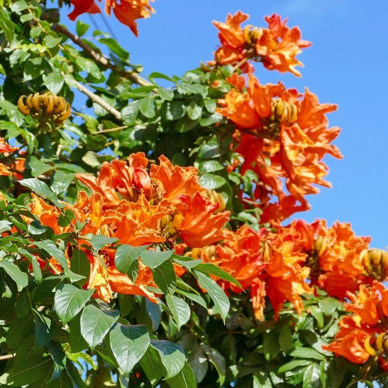 A closeup view of an African tulip tree