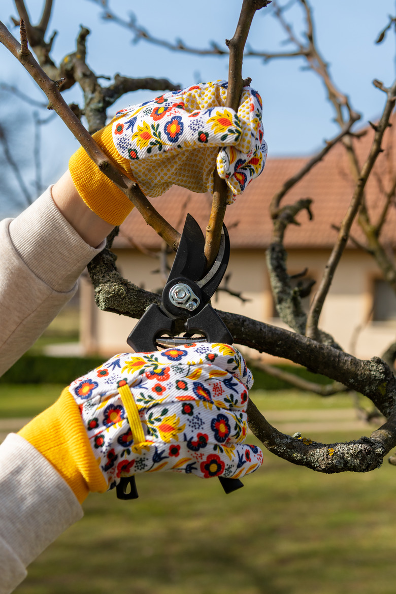 Unrecognizable woman pruning fruit trees. Hand with pruning shears detail. Springtime gardening jobs.