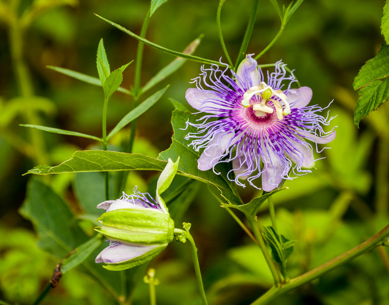 Wild passionflower.