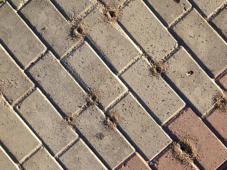 Ant hills between pavers.