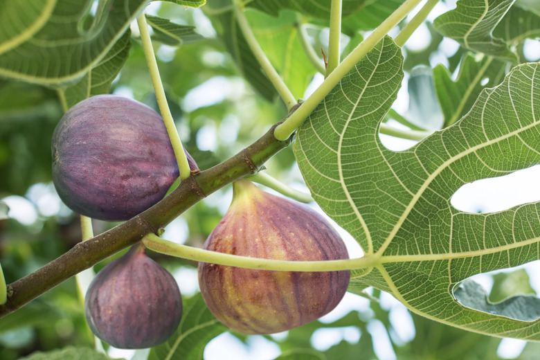 Ripe fig fruits on the tree.