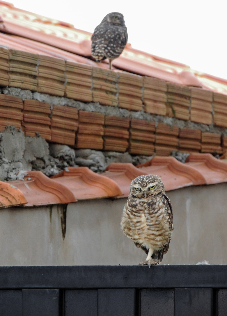 Owls on a House