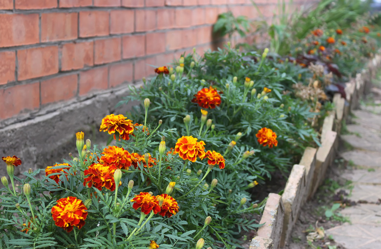 Marigold Tagetes spp.