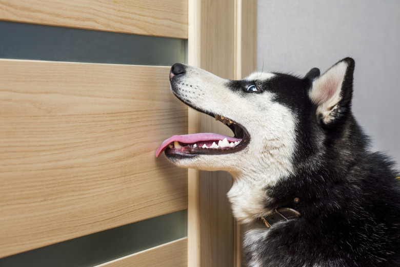 Dog waiting inside a house at a closed door.