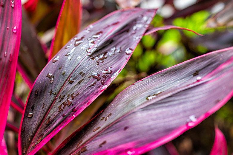 Cordyline fruticosa plant foliage closeup in garden in Miami, Florida.