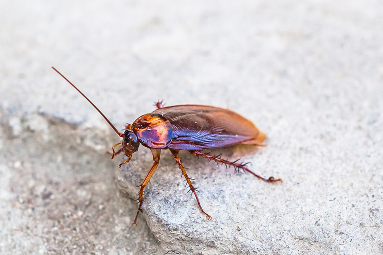 Cockroach, winged adult