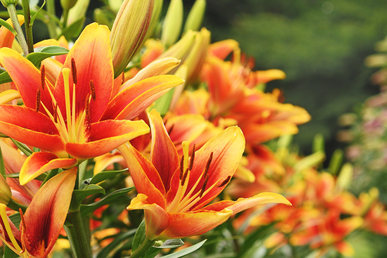 Close-Up Of Orange Flowering Plant