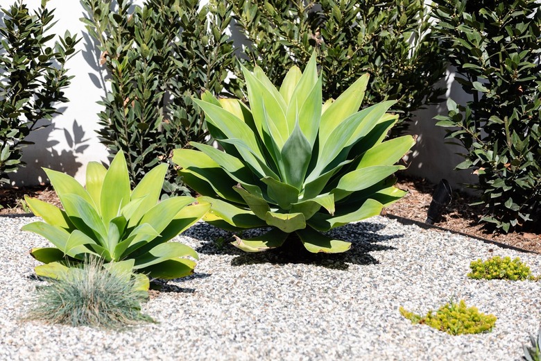 A garden with green succulent plants in gravel