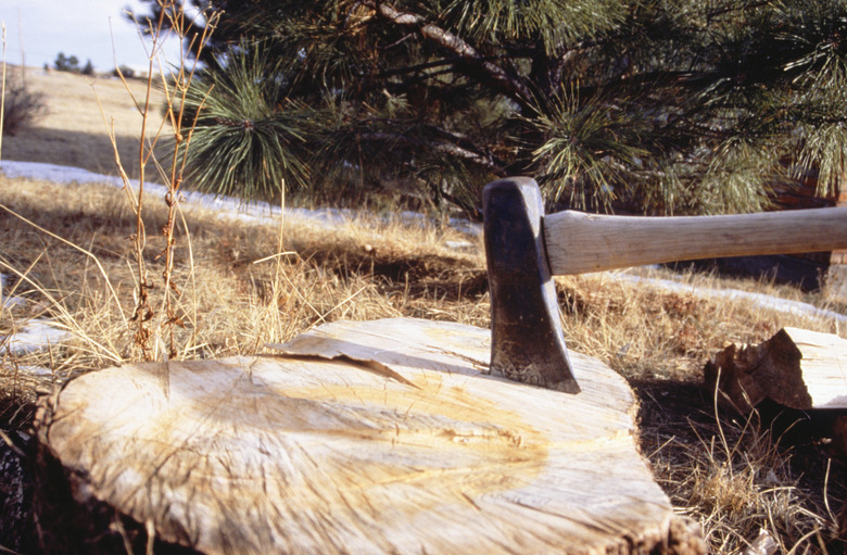 Axe in tree stump, (Close-up)