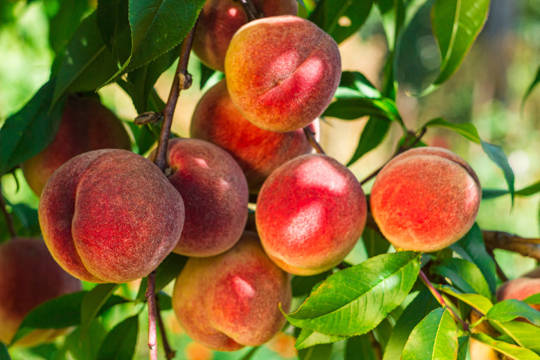 Ripe peaches on tree with natural backlight closeup.