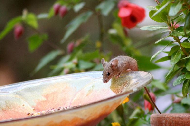 Cute mouse on garden plate eating birdseed.