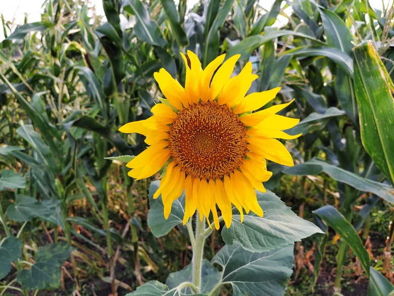 Sunflower on the field