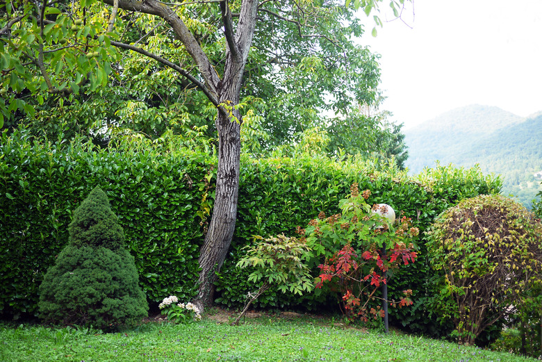 Corner of Italian garden, Bergamo.