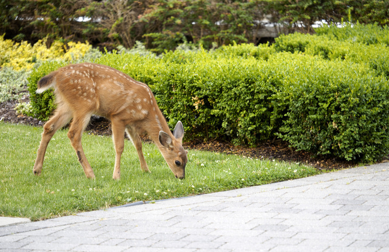 Baby Deer - Fawn in the backyard munching on the grass