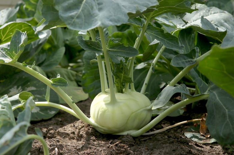 Kohlrabi cabbage growing in garden.