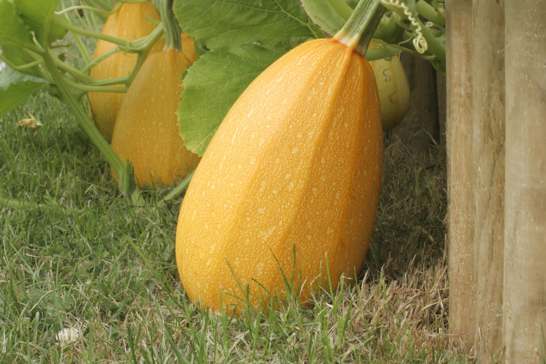 spaghetti butternut squash