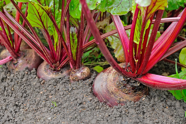 Beetroot in a vegetable garden