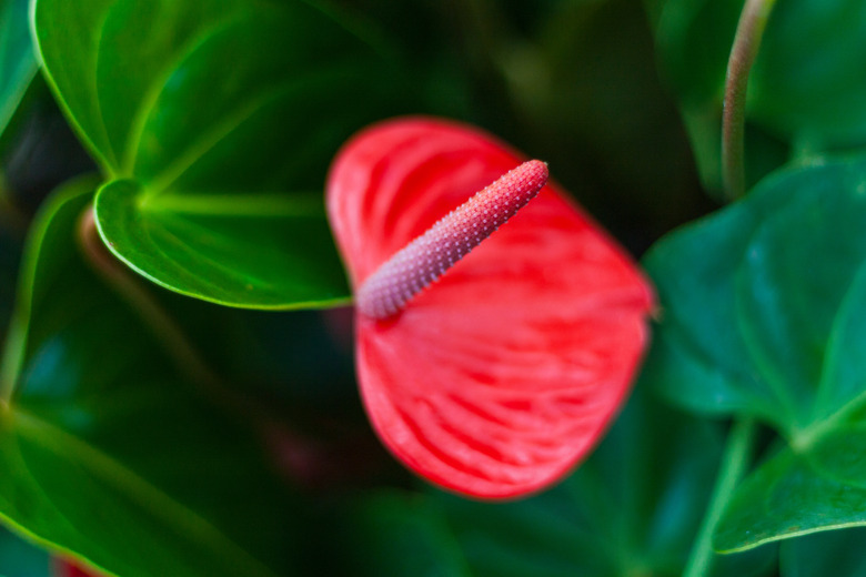 Close-Up Of Anthurium