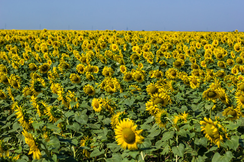 Field of sunflowers at midday in summer day