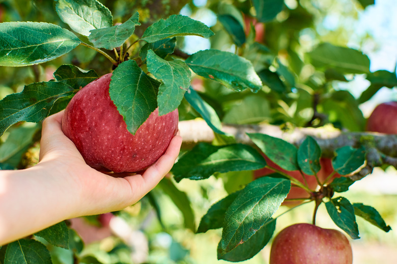 Harvesting apples from tree.