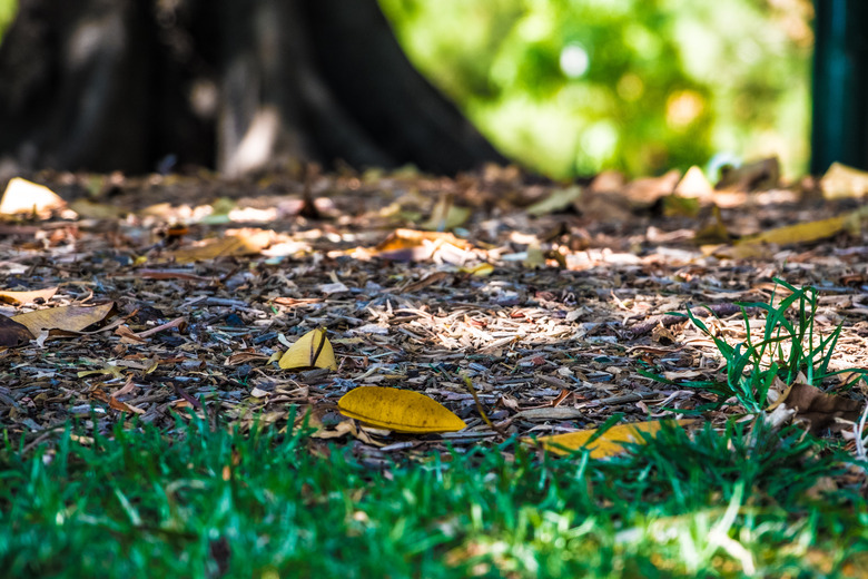 Mulch in the park with a tree on the background and grass in the foreground