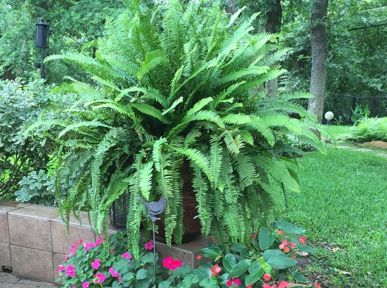 Kimberly Queen Fern