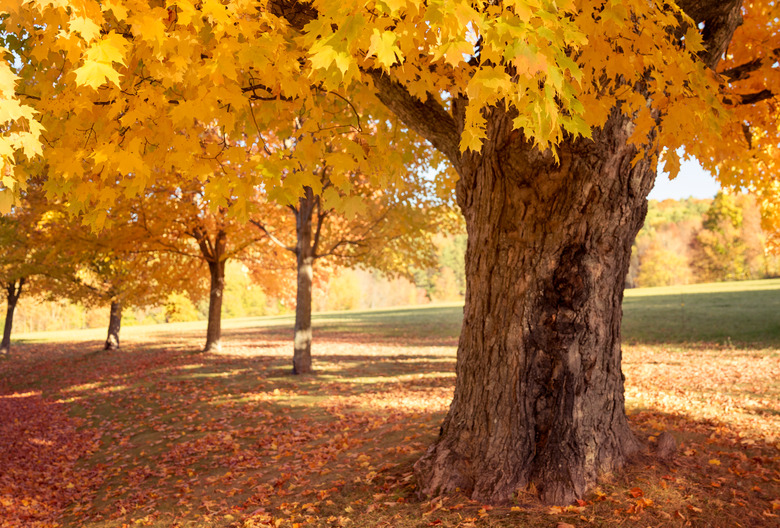 Sugar maple trees in Fall