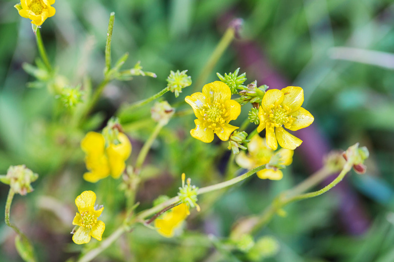 buttercup weeds