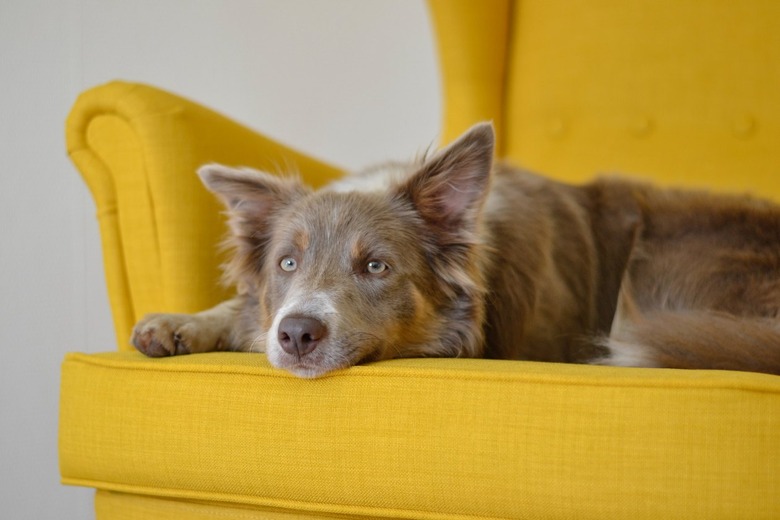 Dog on a yellow sofa