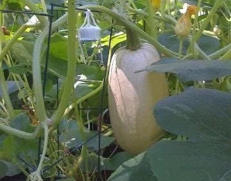 Spaghetti Squash In Garden