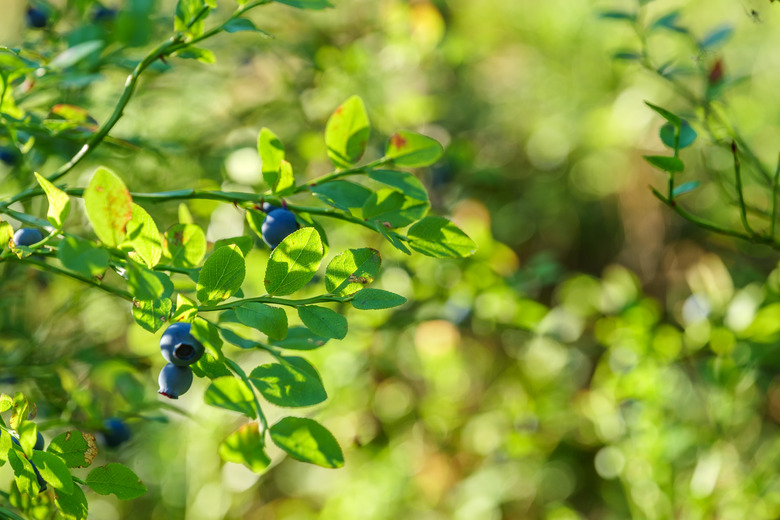 background with blueberries in the forest