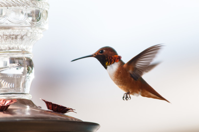 Humming Bird at Feeder